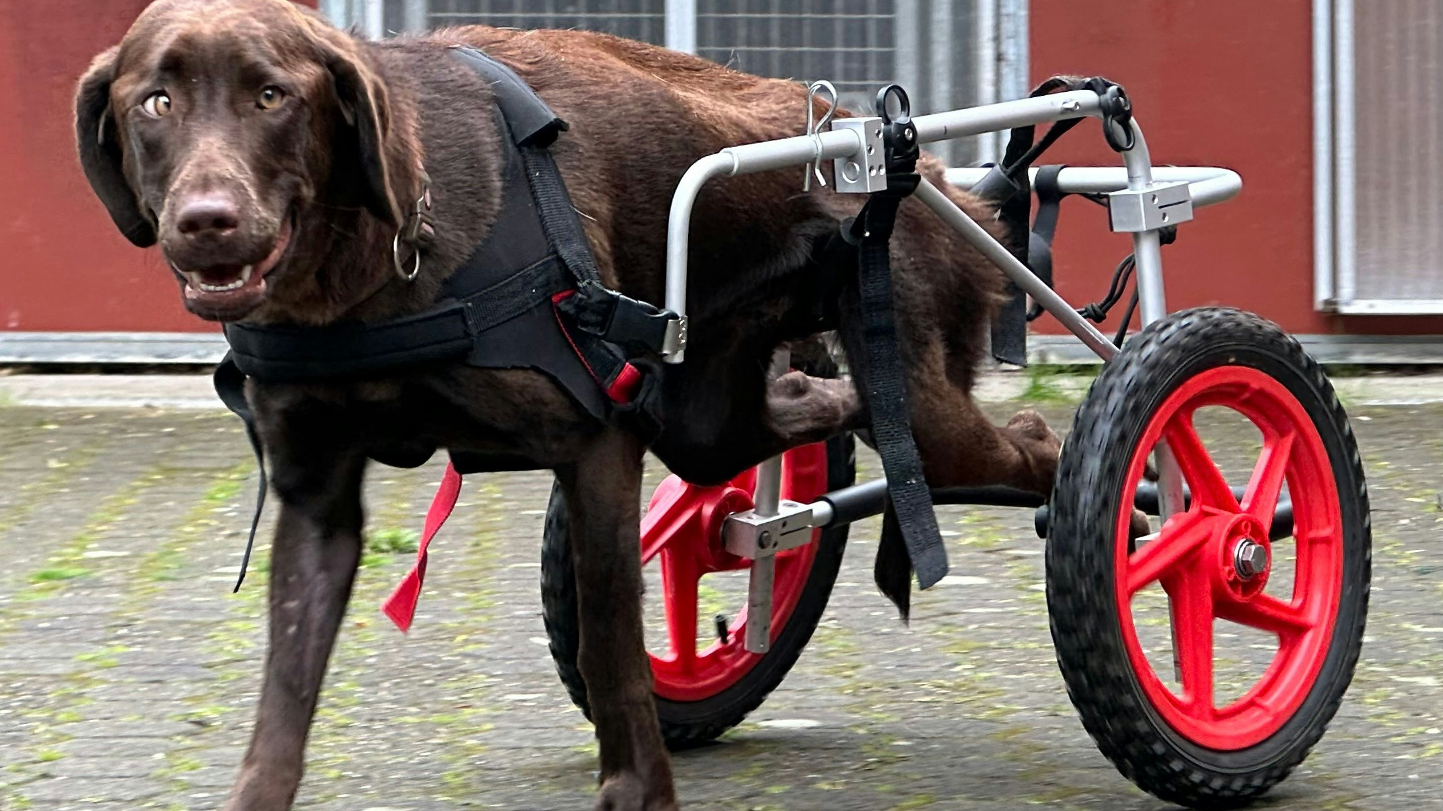 Funktioniert: Mit ihrem Rollwagen ist Hündin Freeda trotz Rückenmarkschädigung wieder dauerhaft mobil. Foto: Wimberg