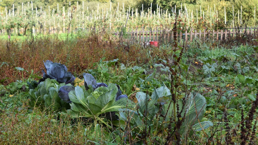 Salat oder Sträucher: Jeder kann seine Gartenparzelle so gestalten, wie er will.  Foto: Hahn