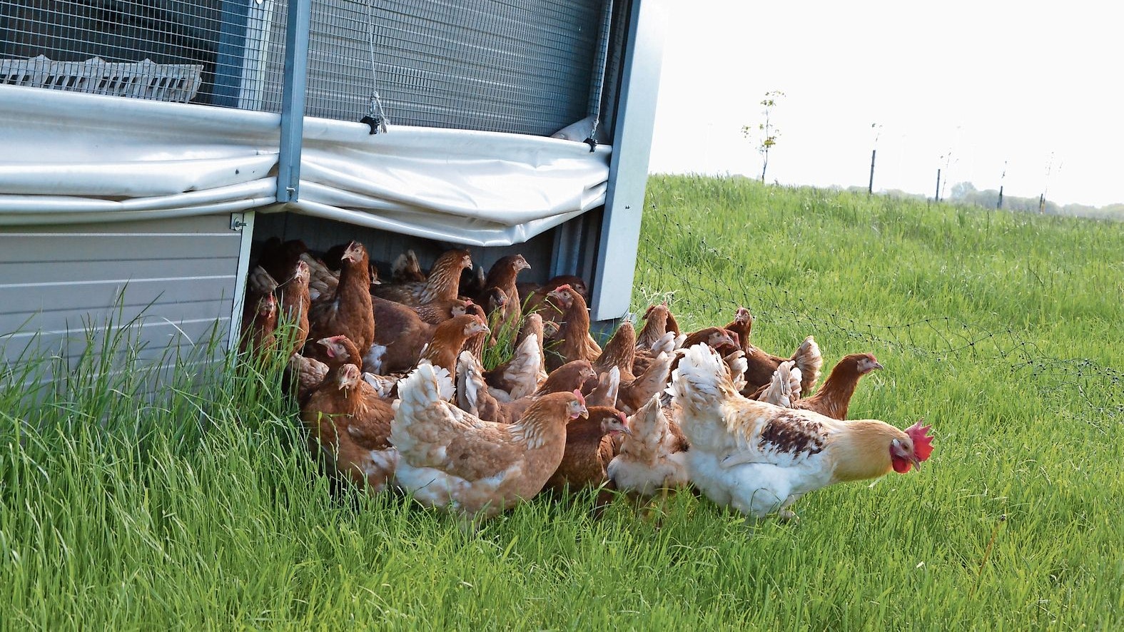 Hahn voran: Die Hühner durften am Freitag auch in Altenoythe wieder ins Freie. Foto: Meyer