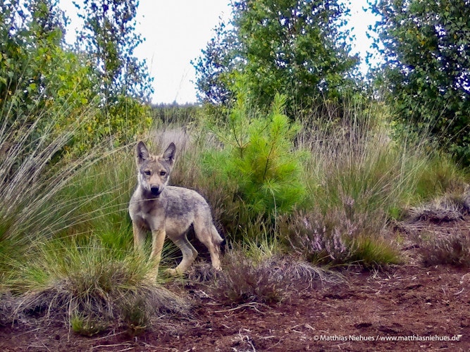 Wolfswelpe im Goldenstedter Moor 2020. Hier kam es zu einer Doppel-Reproduktion – ein seltenes Phänomen bei Wölfen. Foto: M. Niehues