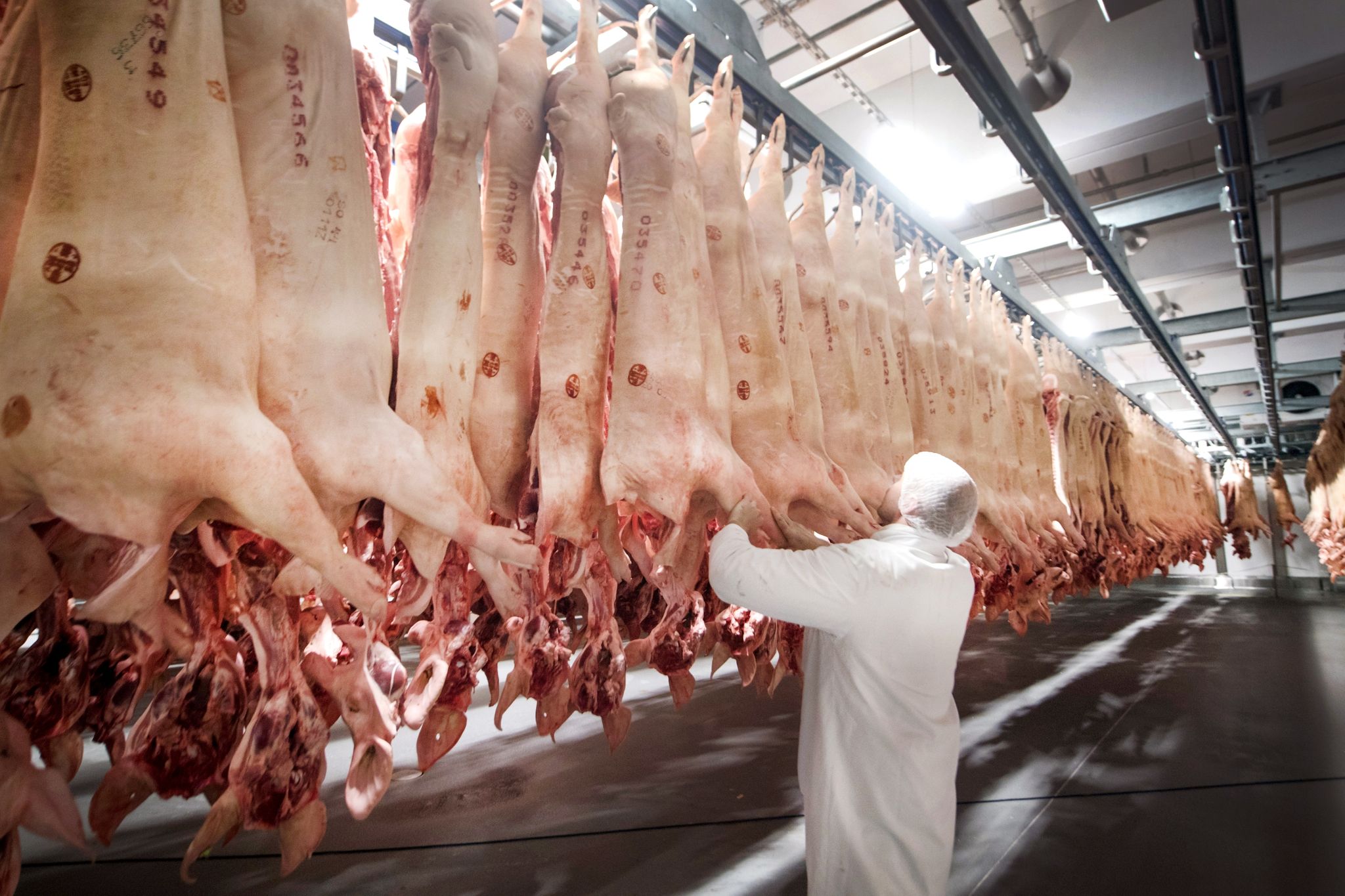 Frisch geschlachtete Schweine hängen in einem Kühlhaus des Fleischunternehmens Tönnies.Bernd Thissen/dpa