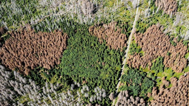 Niedersachsens Wälder stärker geschädigt als angenommen