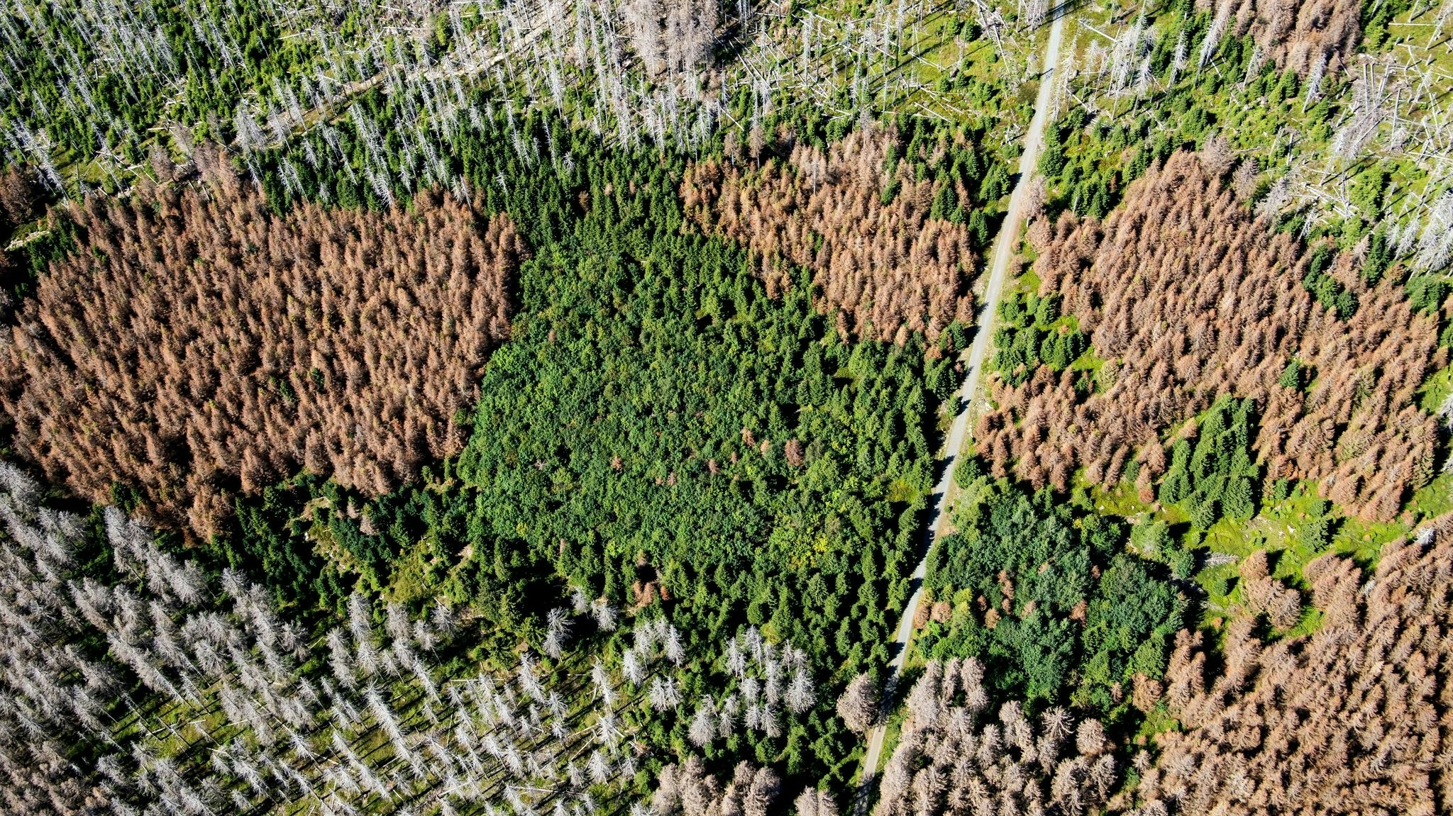 Das Waldsterben geht auch nicht an Niedersachsen spurlos vorbei. Foto: dpa / Pförtner