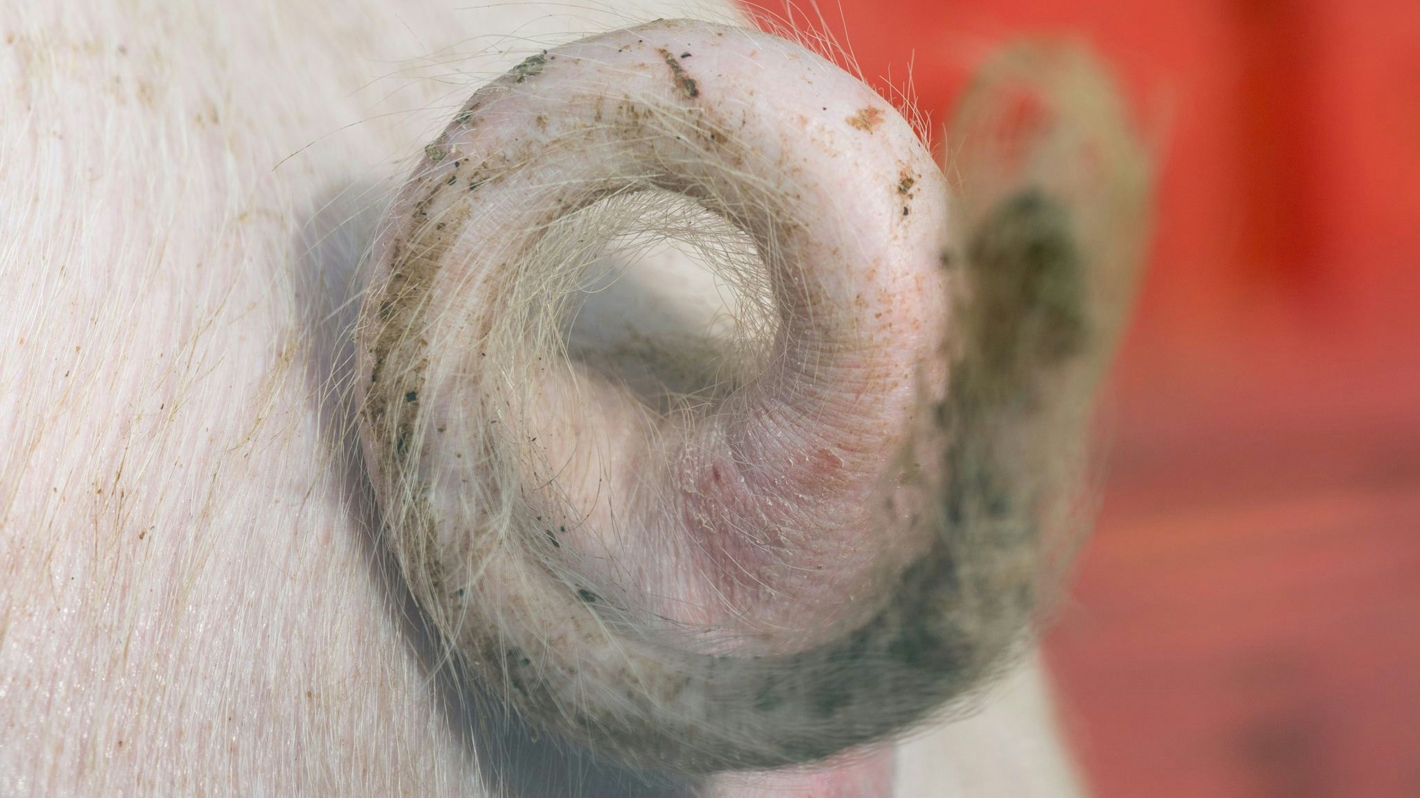 Der Ringelschwanz eines Schweines auf einem Bauernhof. Symbolfoto: dpa