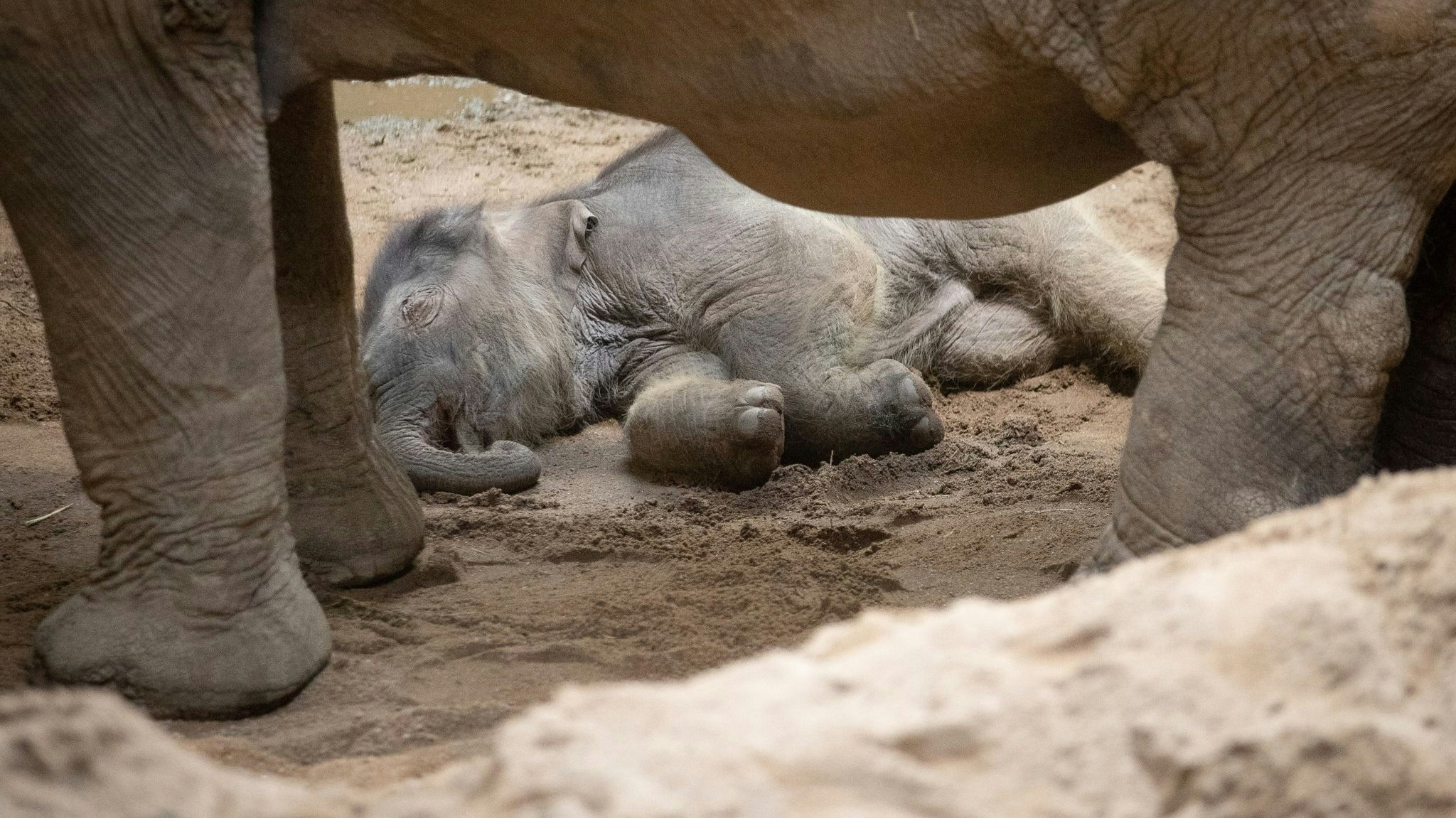 Ist auch von der Pandemie erschöpft: Das Elefantenbaby Yaro im Osnabrücker Zoo. Foto: dpa