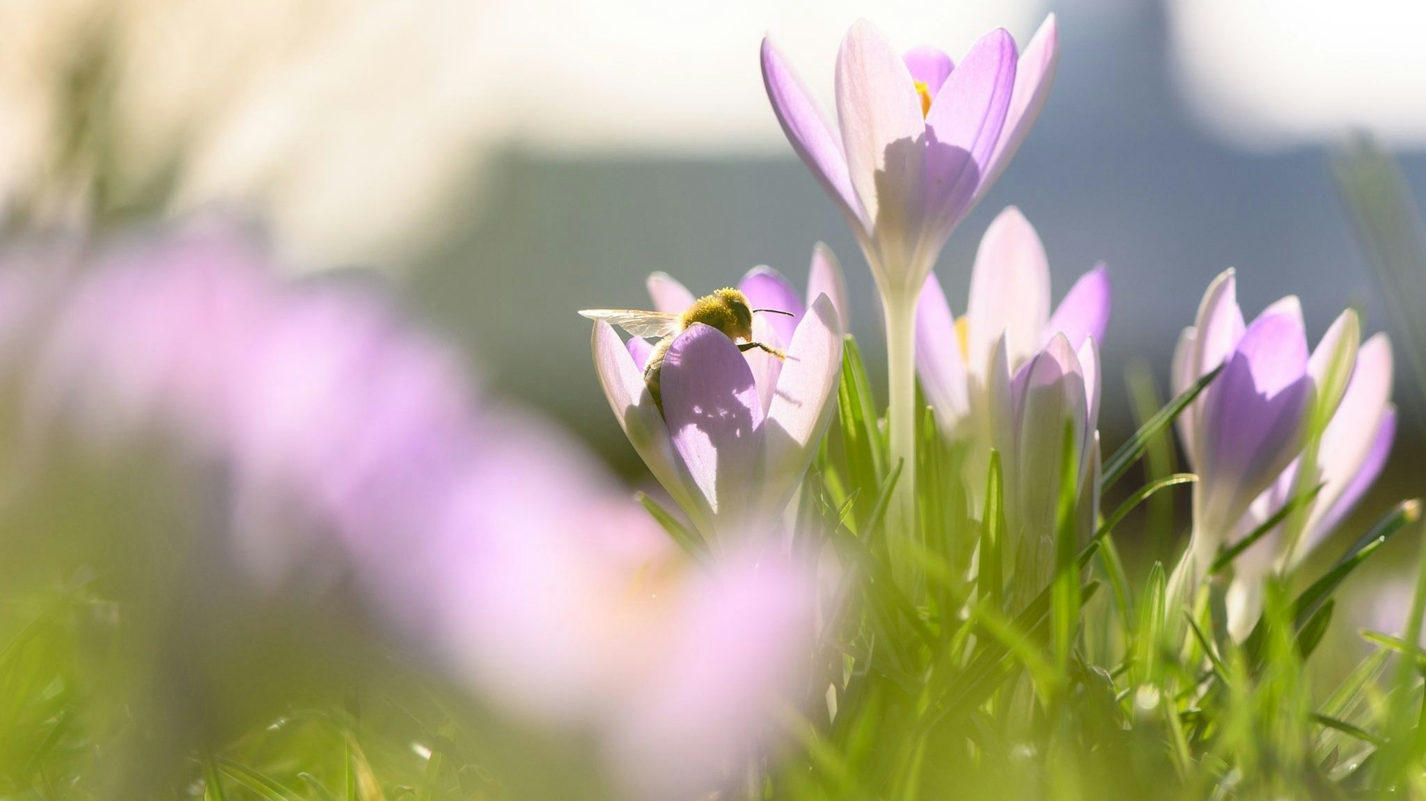 Der Frühling steht in den Startlöchern. Auf einer blühenden Krokusse am Elbufer in Dresden sind bereits erste Biene dabei, Blütenstaub zu verteilen. Foto: dpa/Kahnert