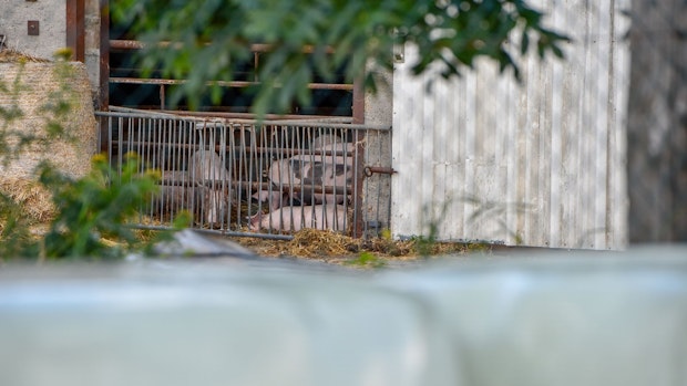 Die Afrikanische Schweinepest breitet sich in Brandenburg aus
