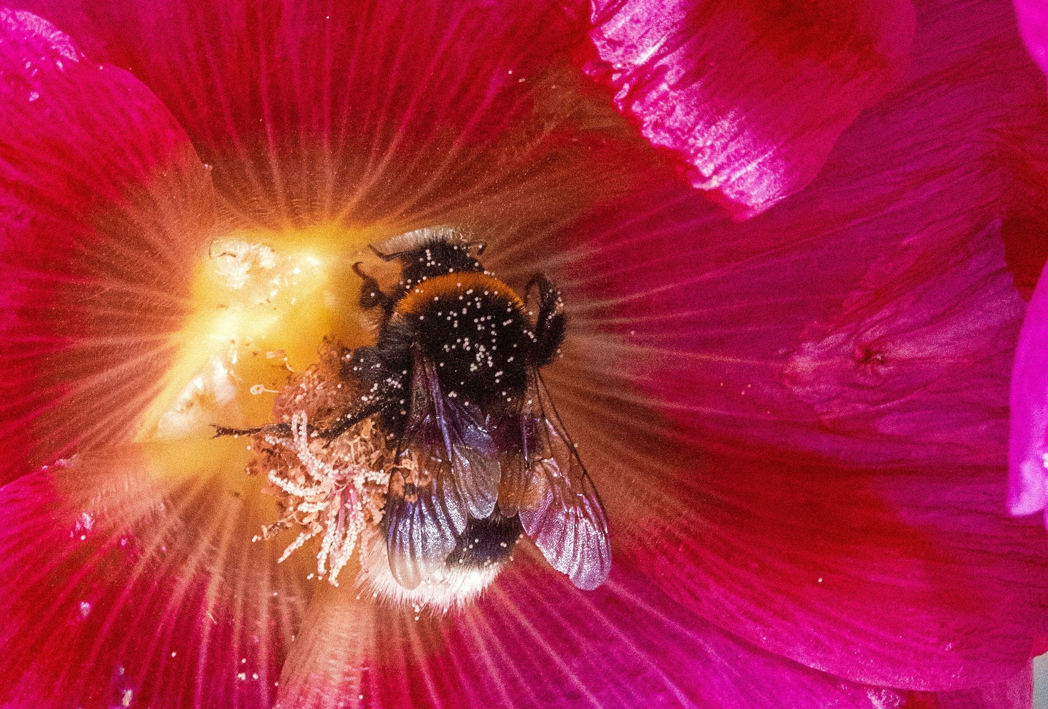 Eine Hummel sammelt Pollen. Foto: dpa/Büttner