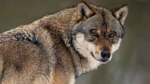 Nabu reicht Klage gegen niedersächsische Wolfsverordnung ein
