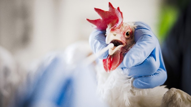 Rund 35.600 Tiere im Emsland von Vogelgrippe betroffen
