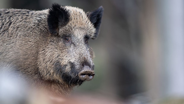 Jagd auf Schwarzwild: Sorgen um Schweinepest-Ausbreitung