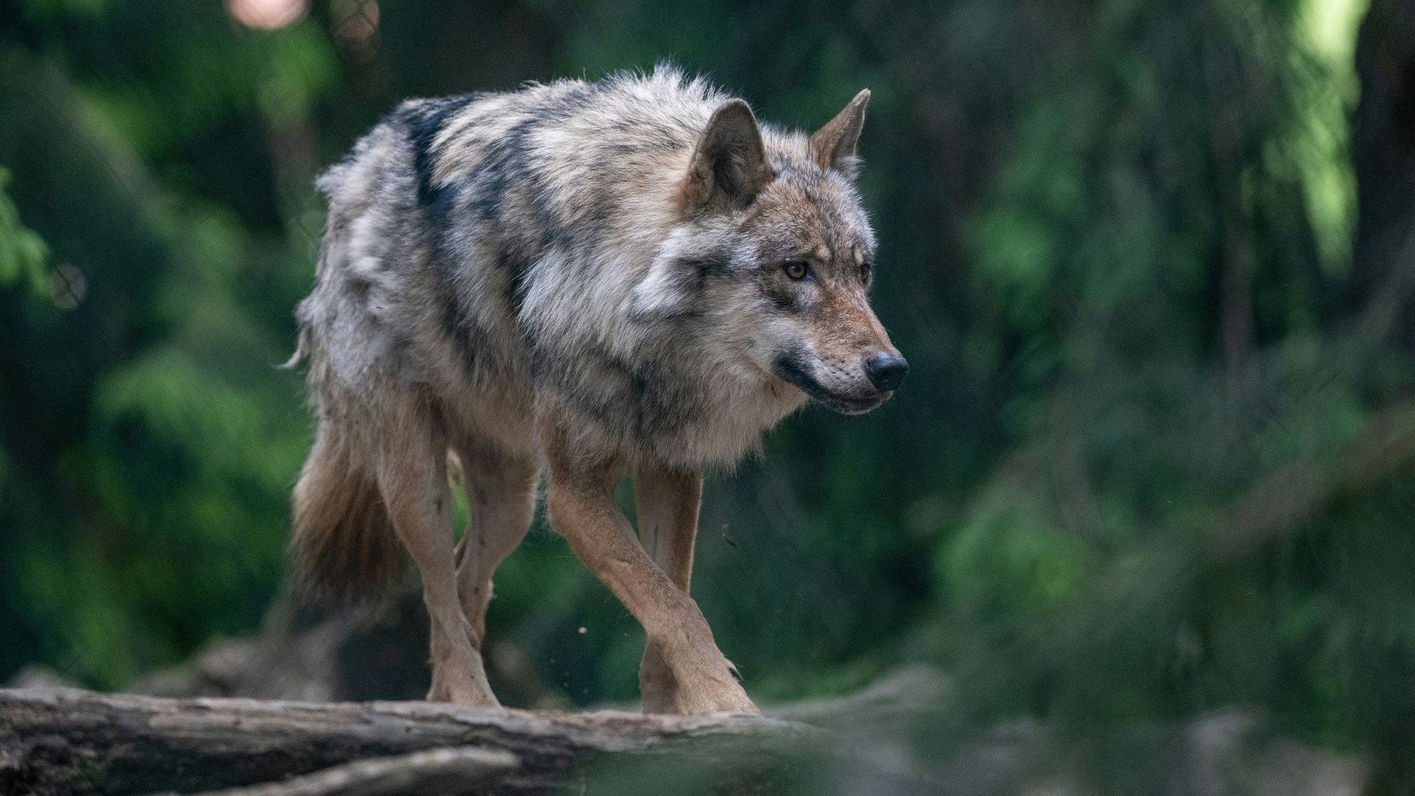 Ein Wolf spaziert im Bayerwald-Tierpark durch das Gehege. Foto: dpa/Kegel
