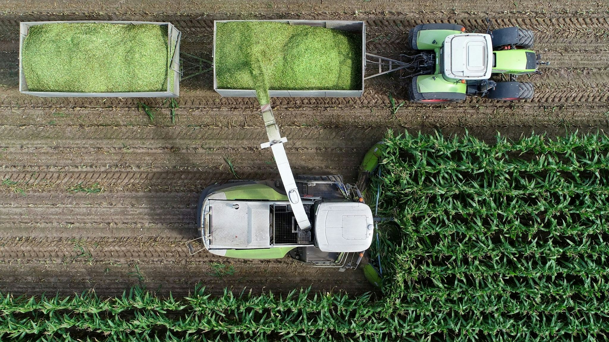 Ernte auf einem Feld eines Landwirtschaftsbetrieb: Der Mais wird sowohl für Biogasanlagen als auch als Tierfutter angebaut. Foto: dpa/Pleul