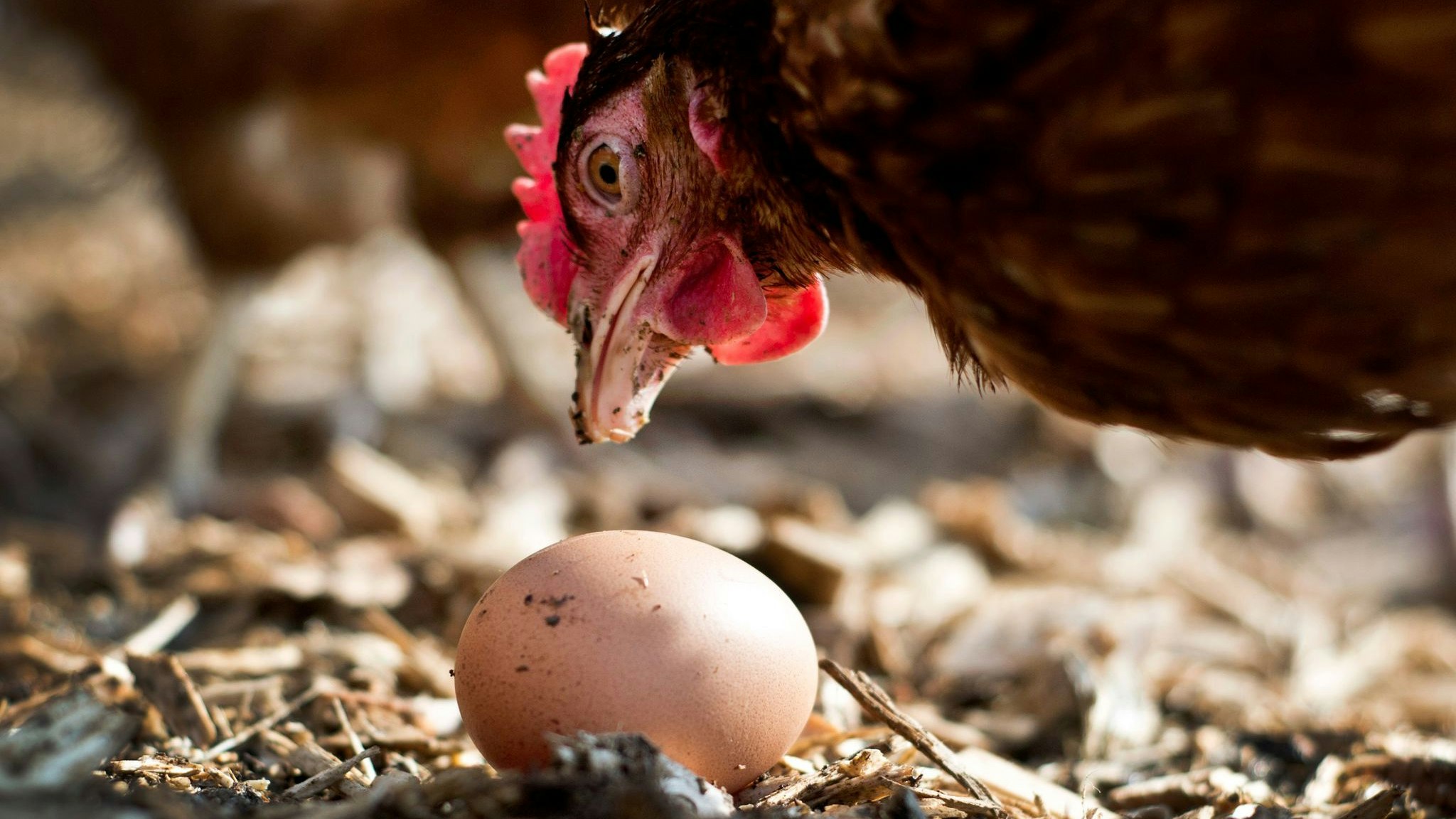 Öko-Eier wurden in den vergangenen Jahren bei Verbrauchern immer beliebter. Foto: dpa