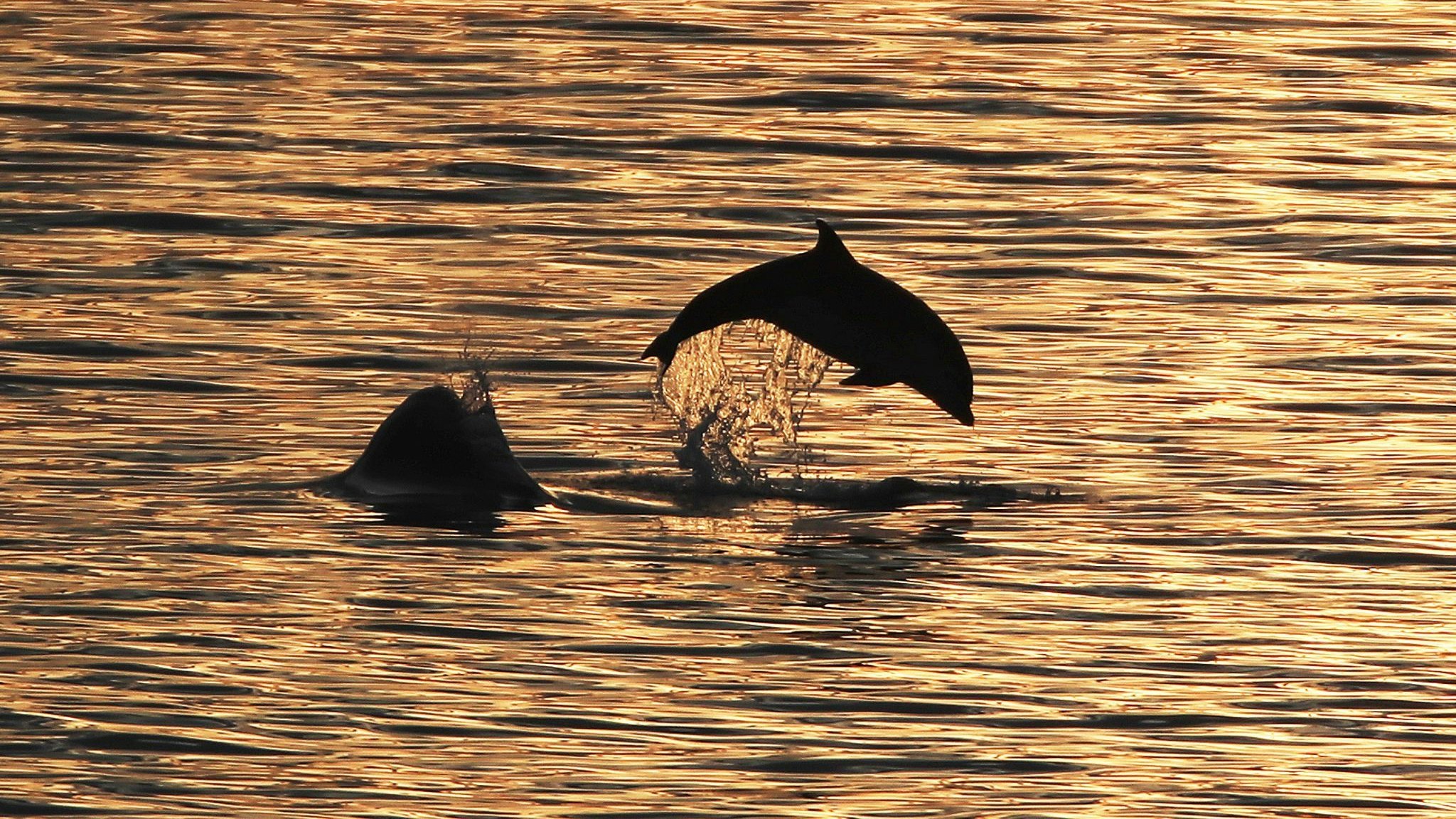 Delfine im Abendlicht: Angesichts ihres hervorragenden Gehörsinns sind die Meeressäuger in der Lage, Minen und andere potenziell gefährliche Gegenstände aufzuspüren. Foto: dpa/Humphreys