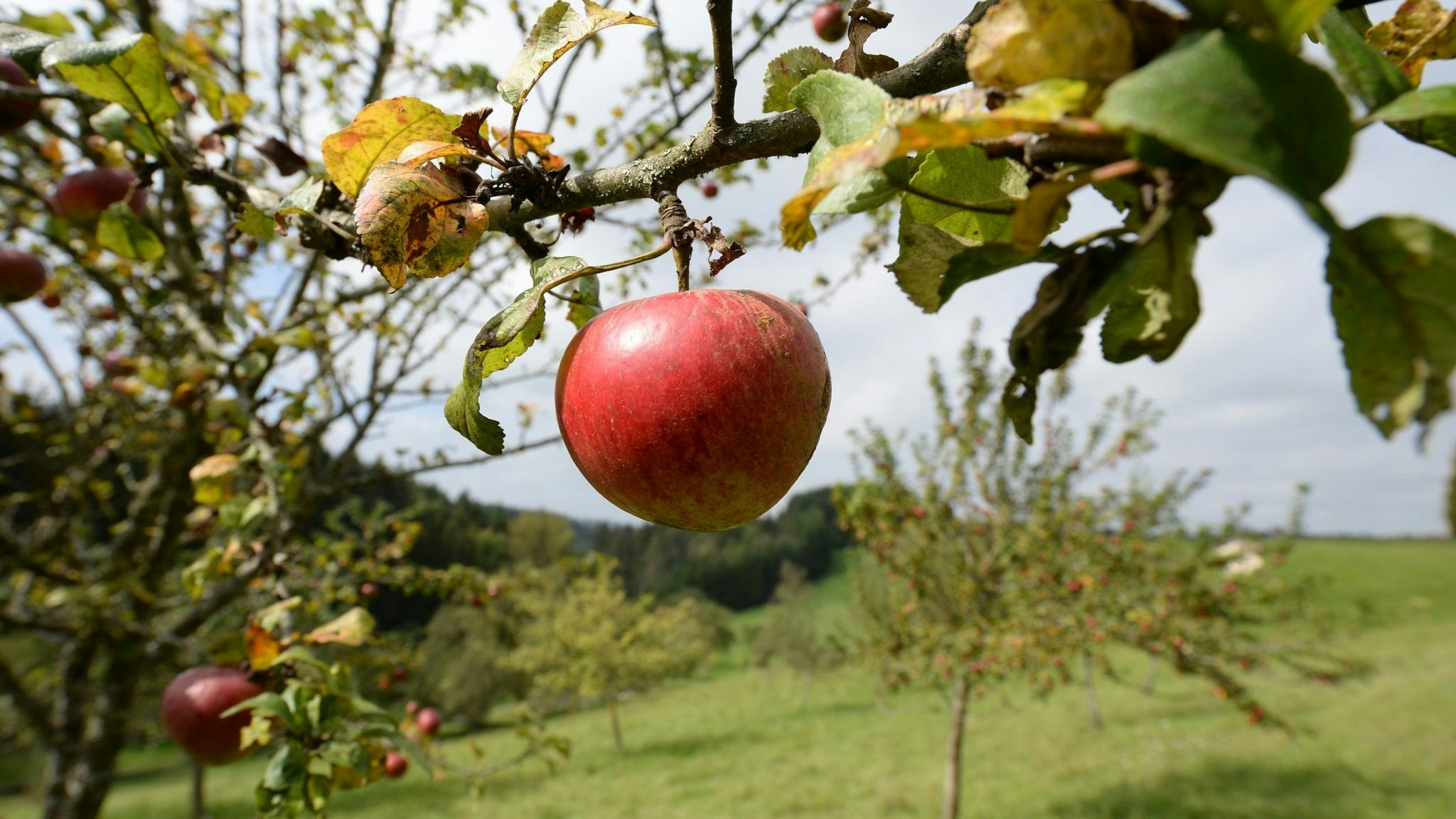 Äpfel sind auf einer Wiese mit Streuobstbäumen zu sehen. Foto: dpa/Seeger