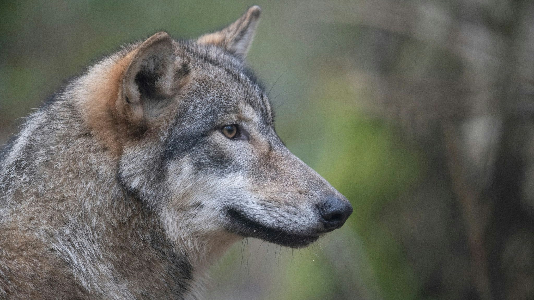 Ein Wolf. Foto: dpa/Roessler