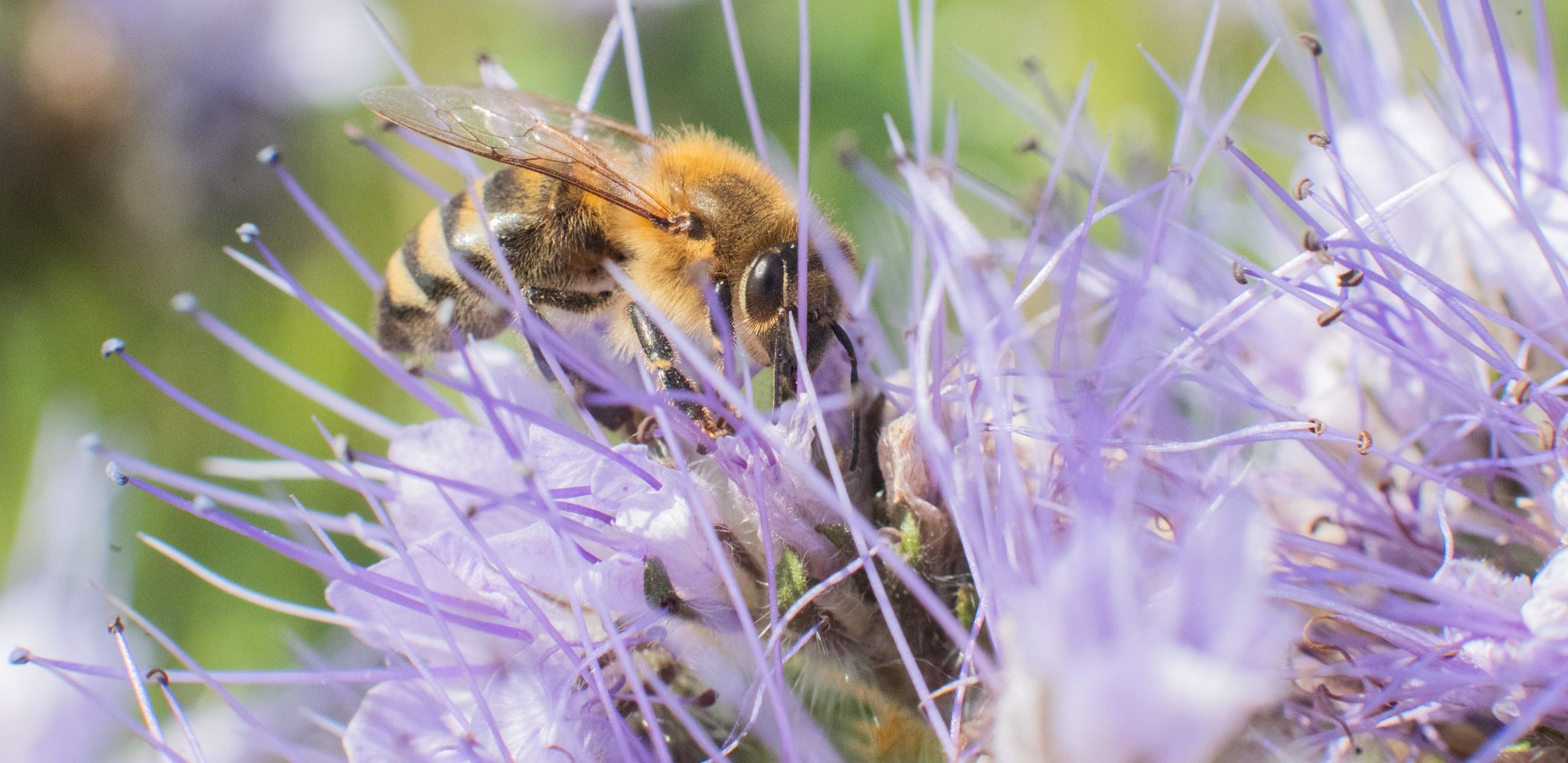 Eine Biene sitzt auf einem Blühstreifen am Rande eines Feldes in Wunstorf. Foto: dpa/Stratenschulte