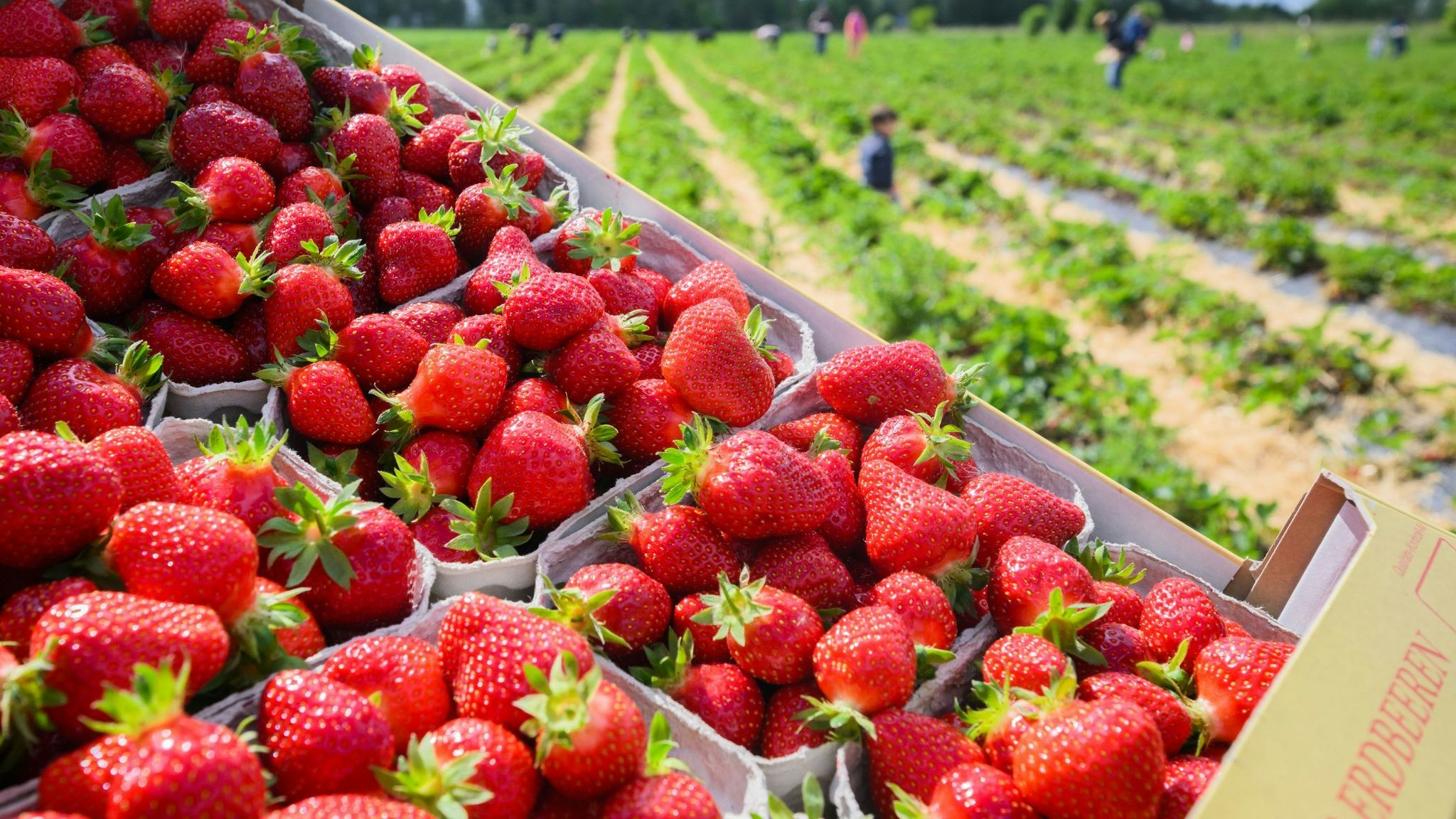 Erdbeeren in Schalen. Foto: dpa/Stratenschulte