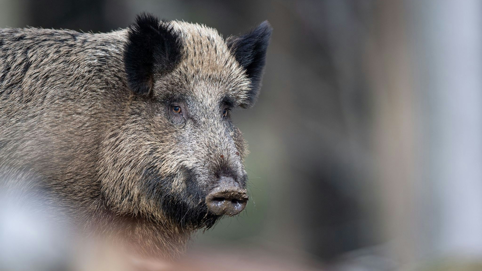 Ein Wildschwein steht auf einem Plateau im Wald im Tier-Freigelände im Nationalparkzentrum Luse. Foto: dpa/Mirgeler
