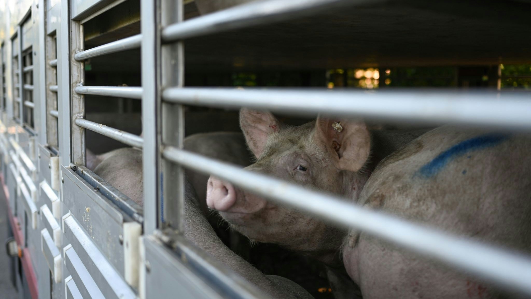 Schweine warten in einen Anhänger auf den Transport zum Schlachthof. Foto: dpa/Klemmer
