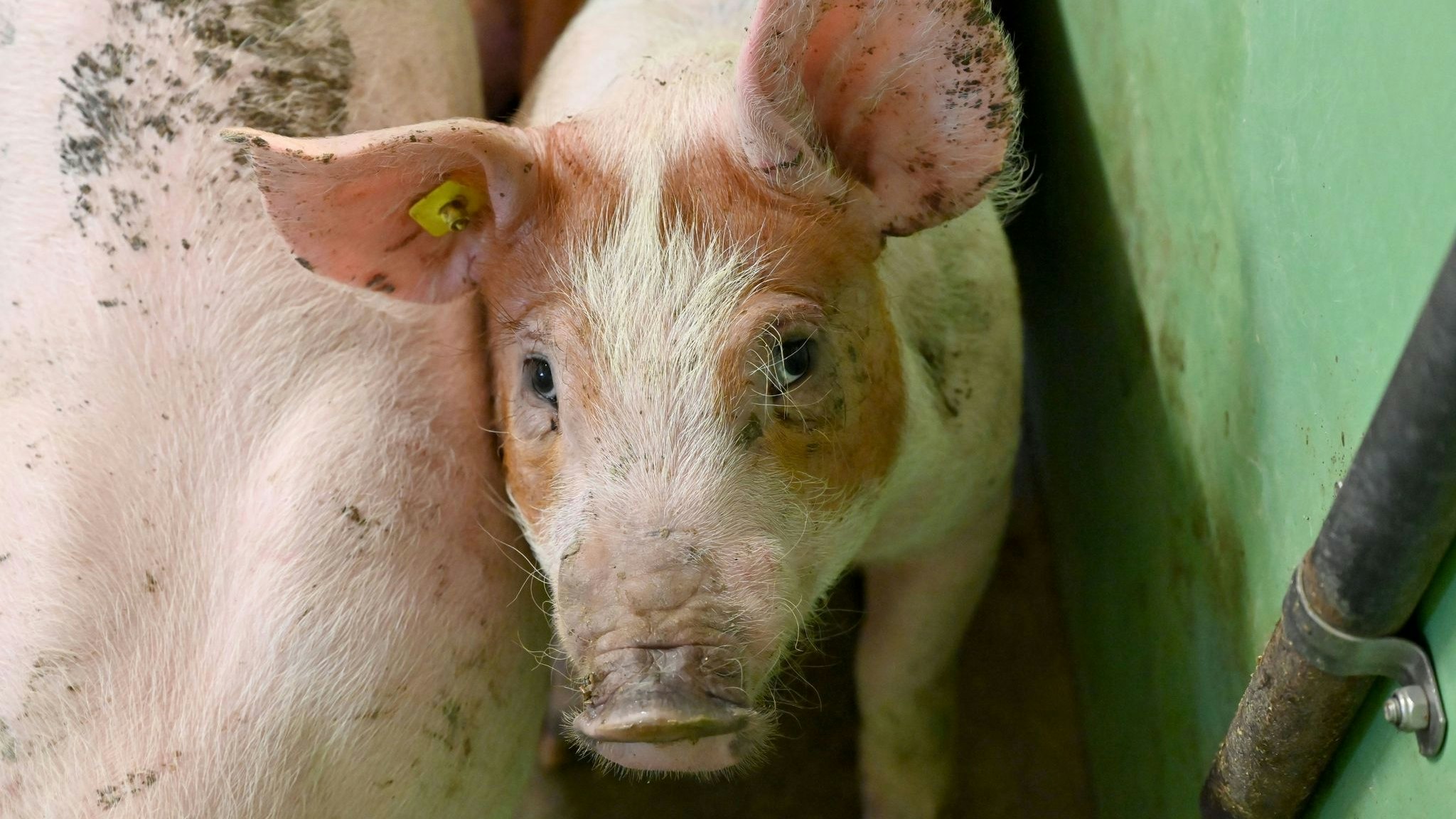 Ein Schwein steht im Stall. Foto: dpa/Rehder