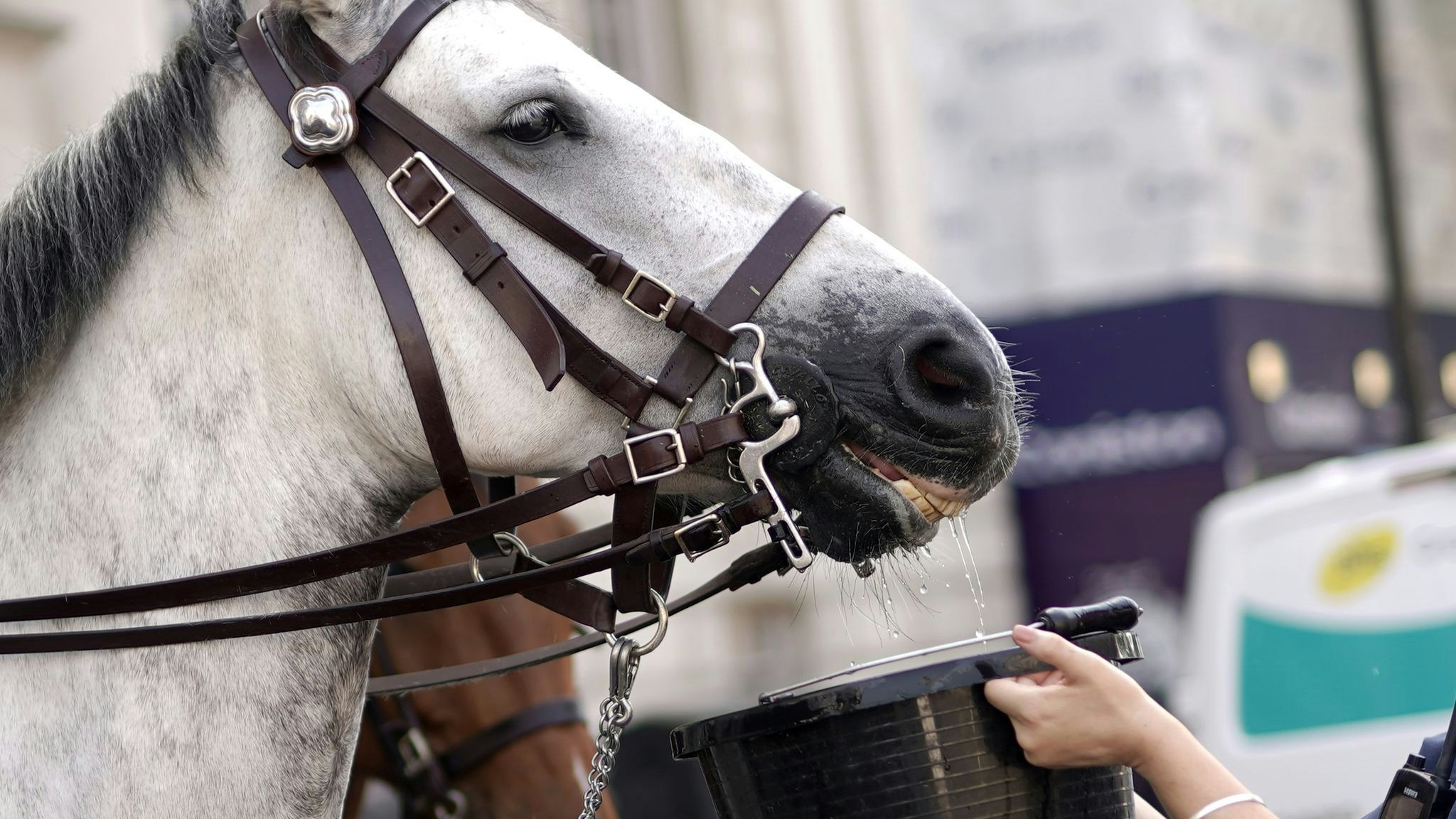 Eine Polzeibeamtin gibt einem Pferd Wasser. Foto: dpa/Chown