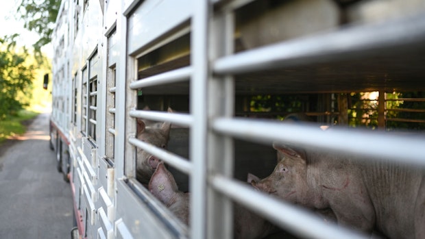 Ursache für Schweinepest-Ausbruch steht noch nicht fest