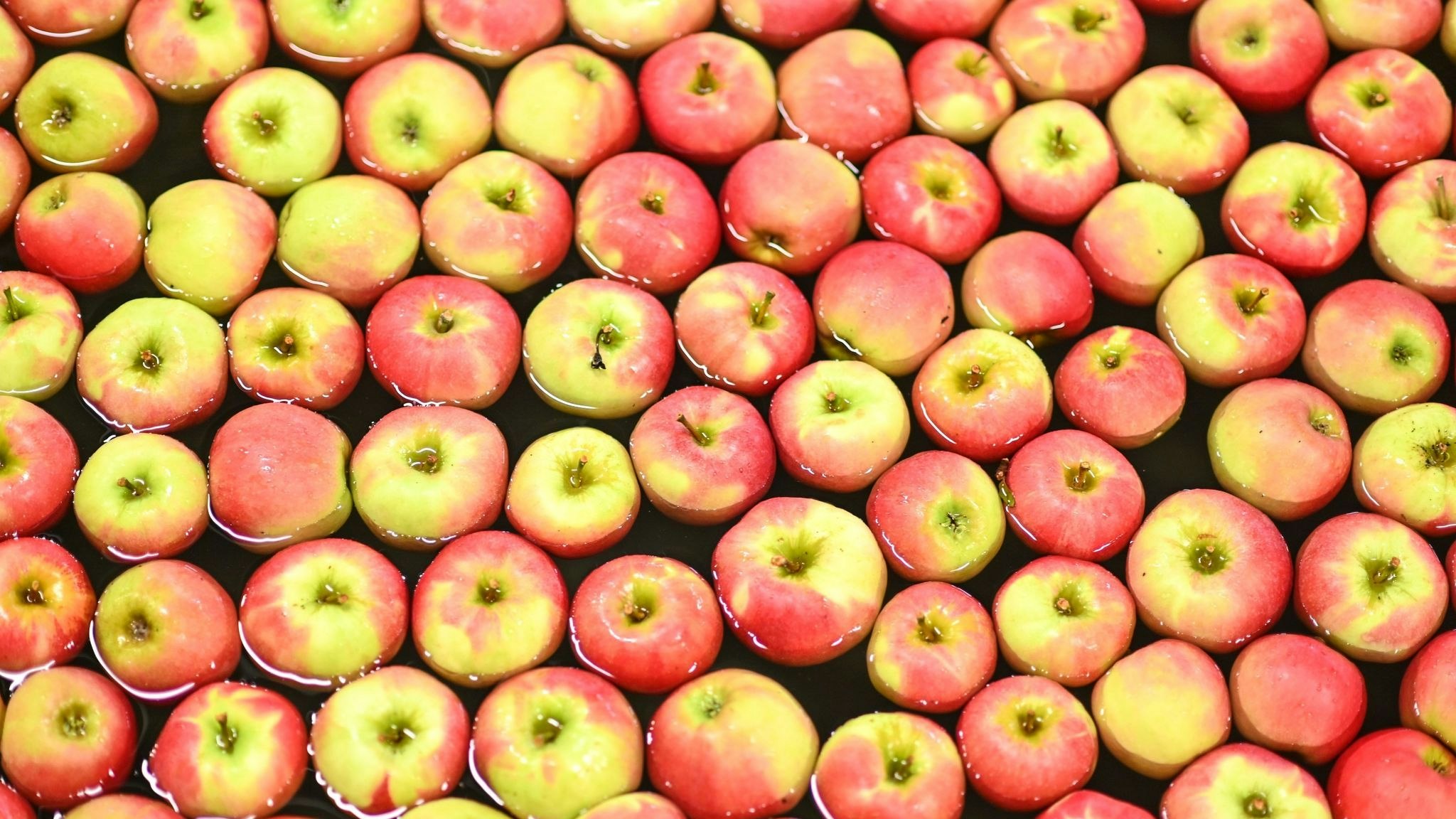 Äpfel der Sorte Elstar schwimmen im Großmarkt Salem-Frucht in Baden-Württemberg in einer Wasserstraße. Foto: dpa/Kästle