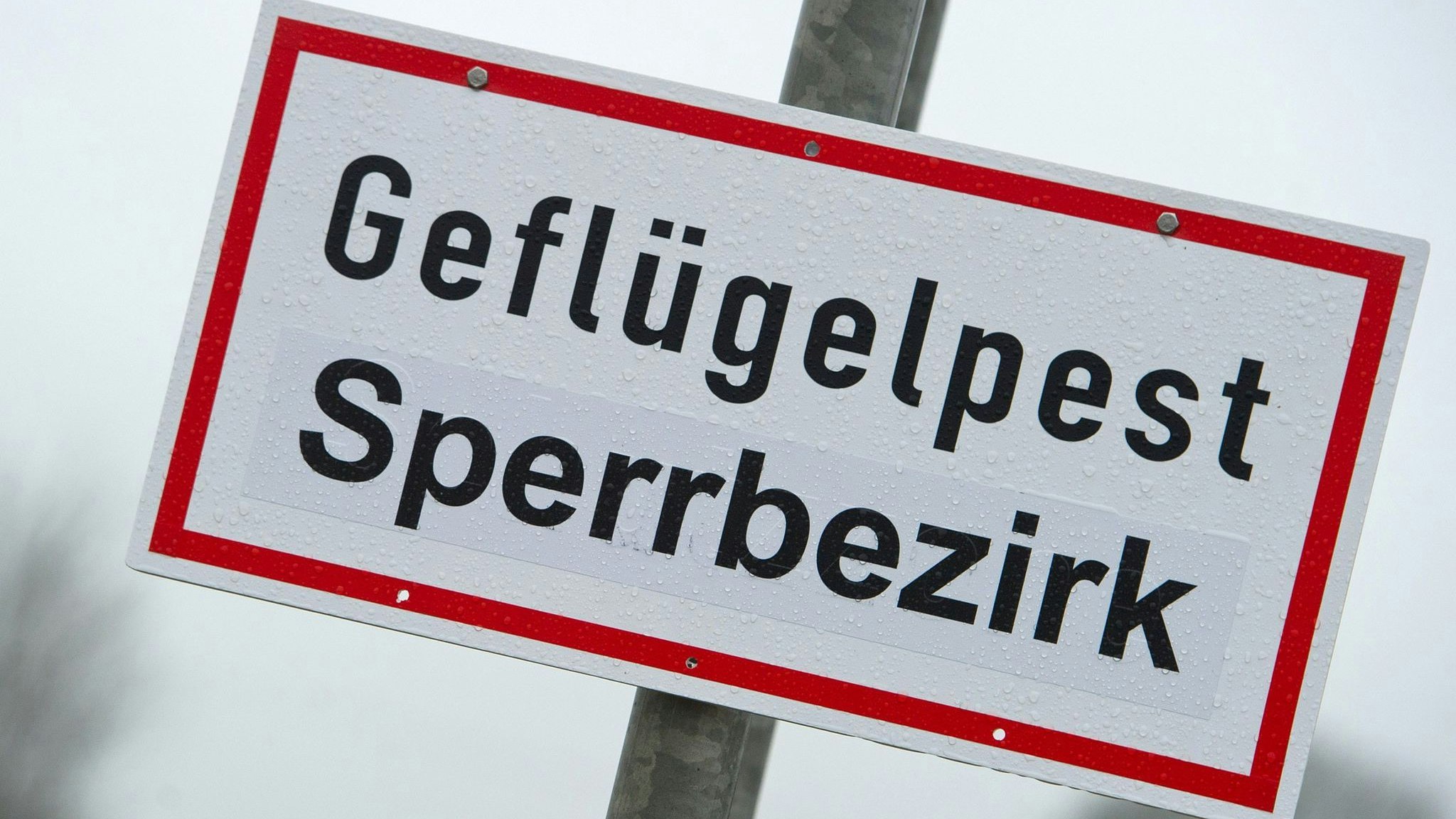 Ein Schild mit der Aufschrift "Geflügelpest Sperrbezirk". Foto: dpa/Sauer