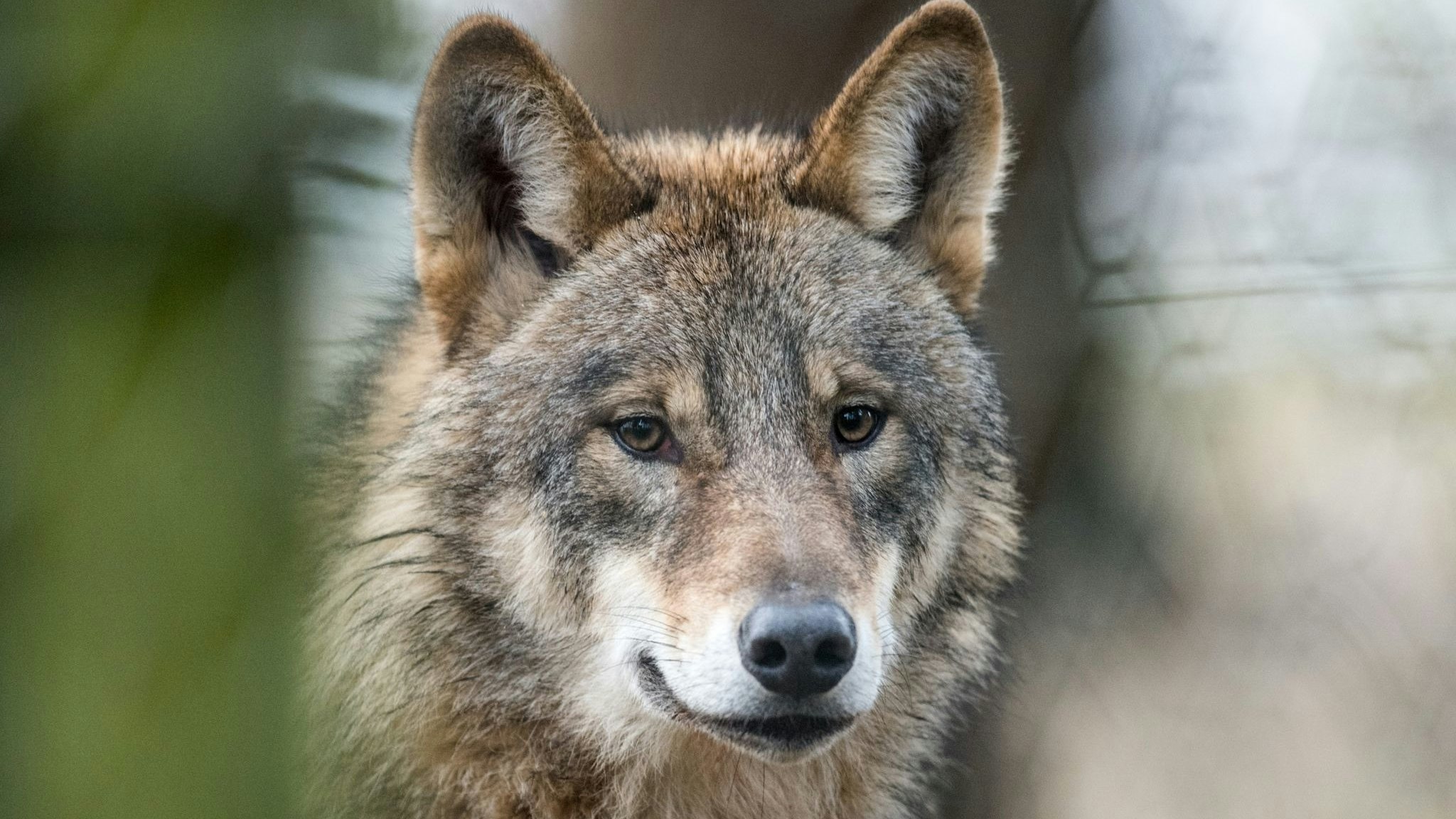 Ein Wolf (Canis Lupus Lupus), aufgenommin einem Gehege des Biotopwildpark Anholter Schweiz. Foto. dpa/Thissen