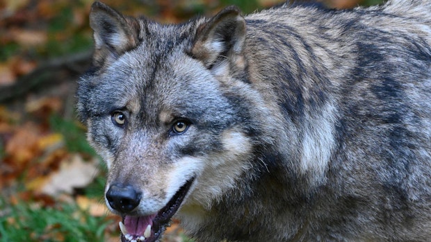 Weidetierhalter wehren sich mit Mahnfeuern gegen Wölfe