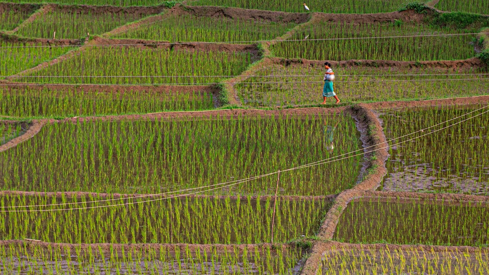 Reisfelder in Indien. Foto: dpa/Nath