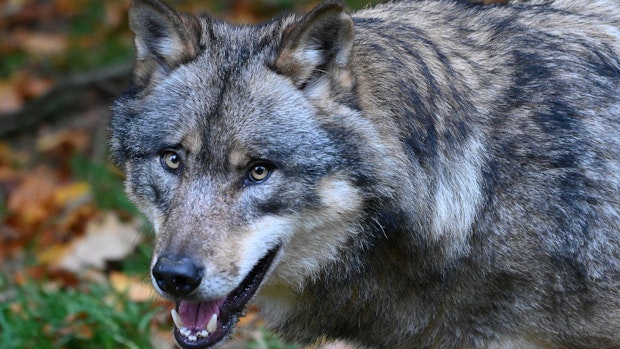 Oldenburger Gericht kippt Abschussgenehmigung für Wölfe