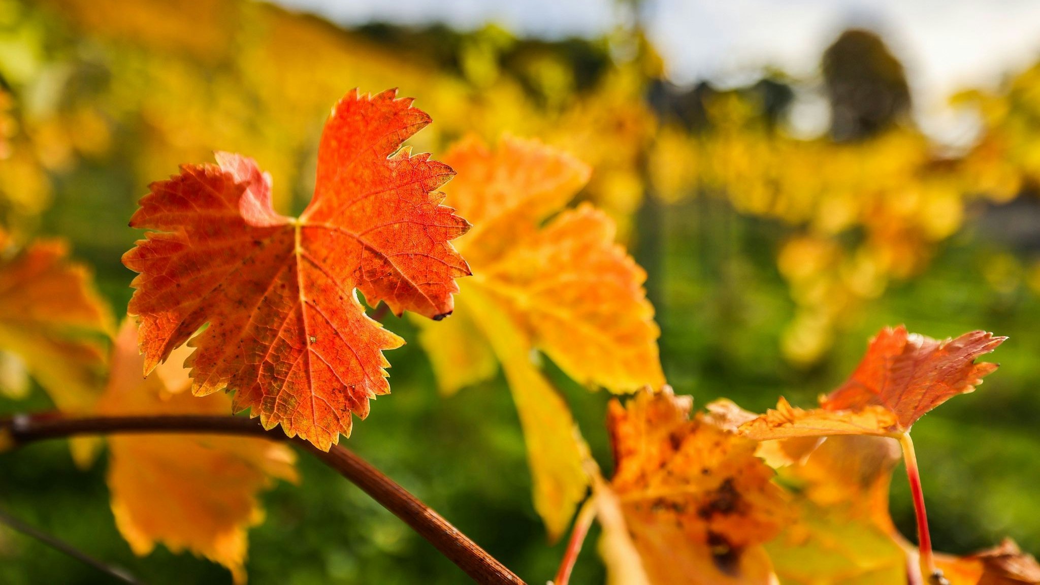 Goldener Oktober mit Sonne und Wärme: Bunt gefärbte Weinblätter hängen an einem Rebstock in Königswinter. Foto: dpa/Berg