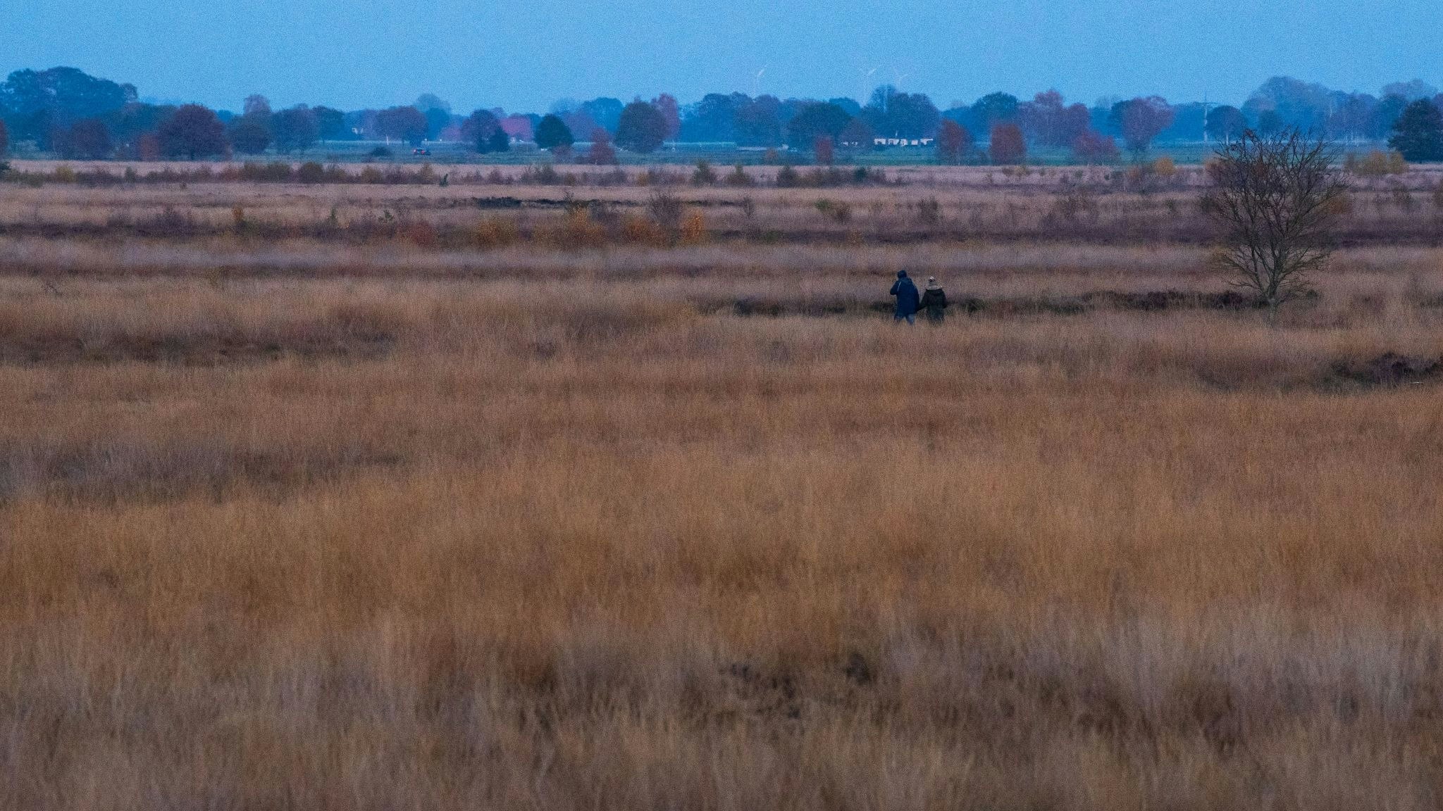 Ein Paar geht im Moor spazieren. Foto: dpa/Mirgeler
