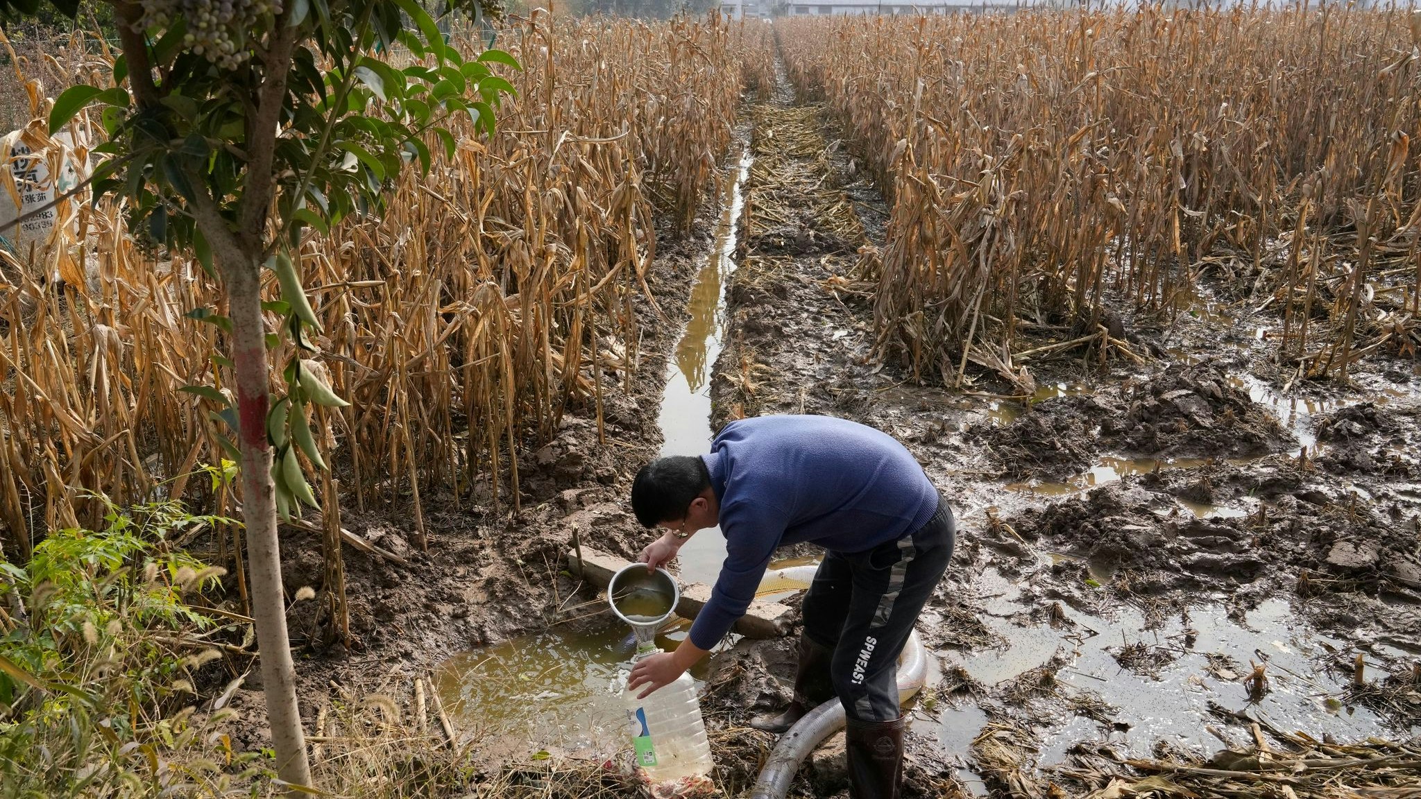 Ein chinesischer Bauer versucht in Henan ein Maisfeld nach sintflutartigen Regenfällen zu entwässern. Foto: dpa/Guan