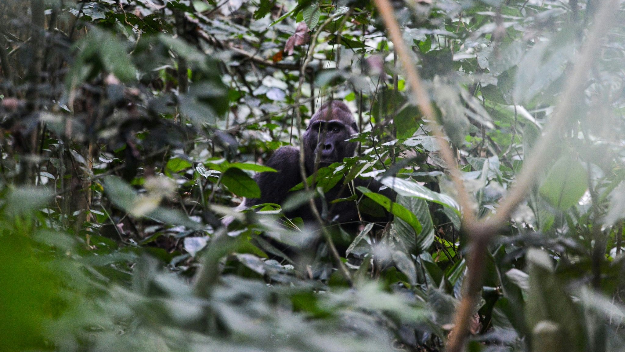 Ein männlicher Gorilla in der Republik Kongo. Foto: dpa/Junek