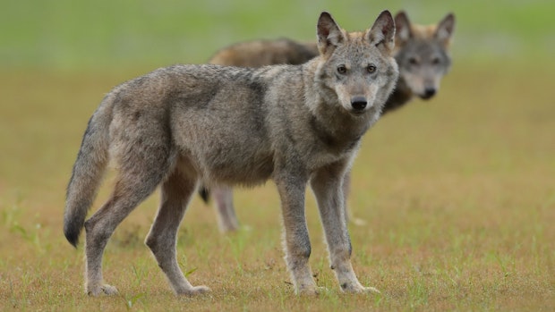 Abschussverbot für Wölfe: Behörde zieht Beschwerde zurück