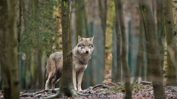 Wölfe in Niedersachsen: Nur Brandenburg hat mehr Rudel