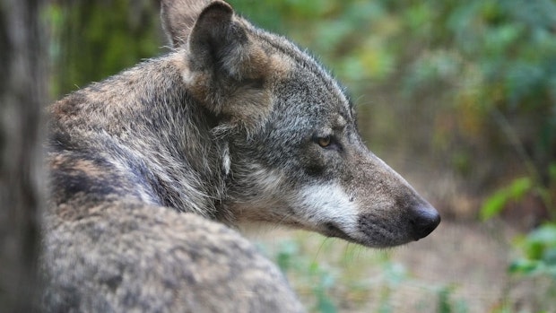 Niedersachsens Jäger vermuten hohe Dunkelziffer an Wolfsrissen