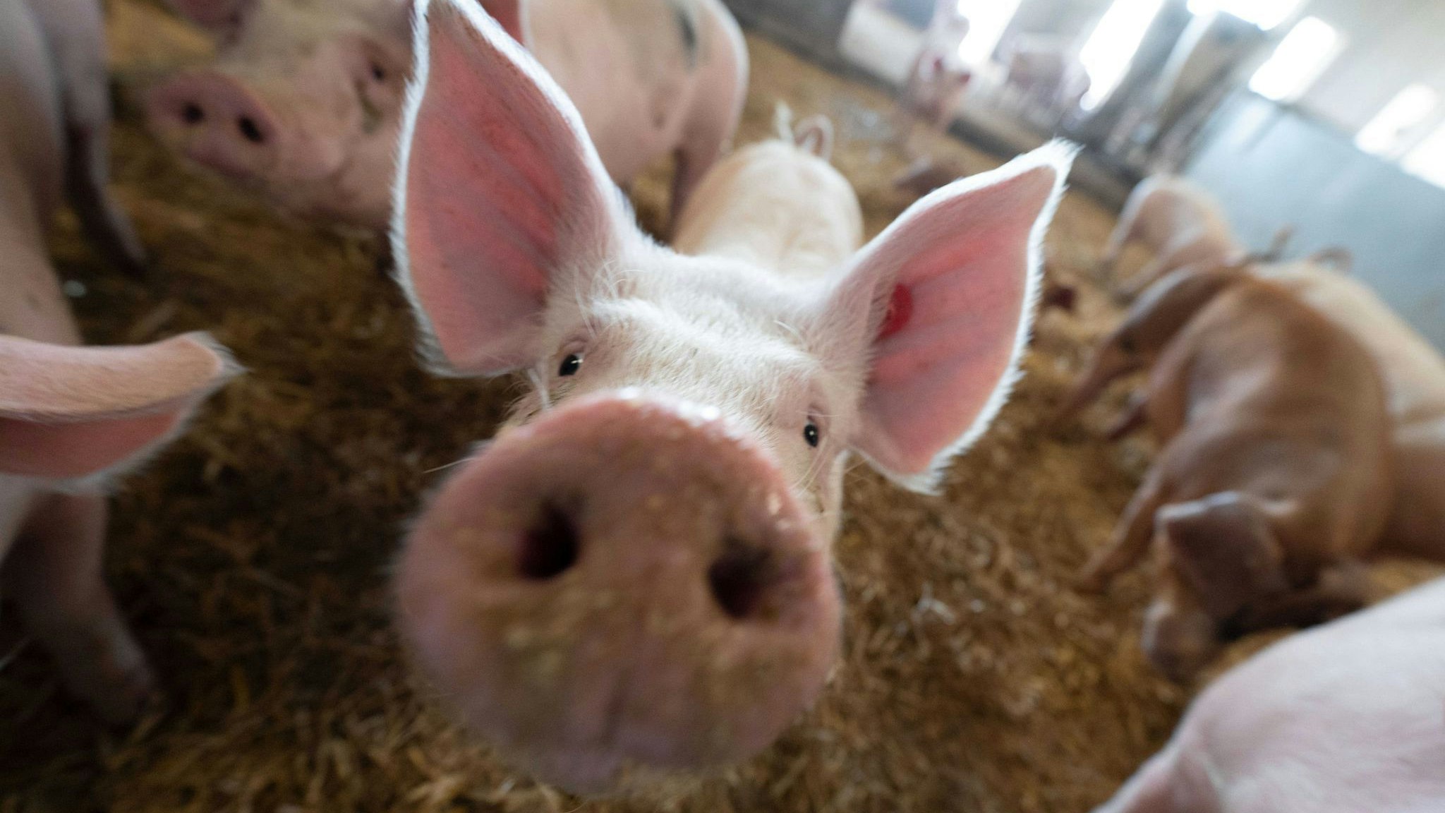 Schweine in einem Stall. Foto: dpa/Murat