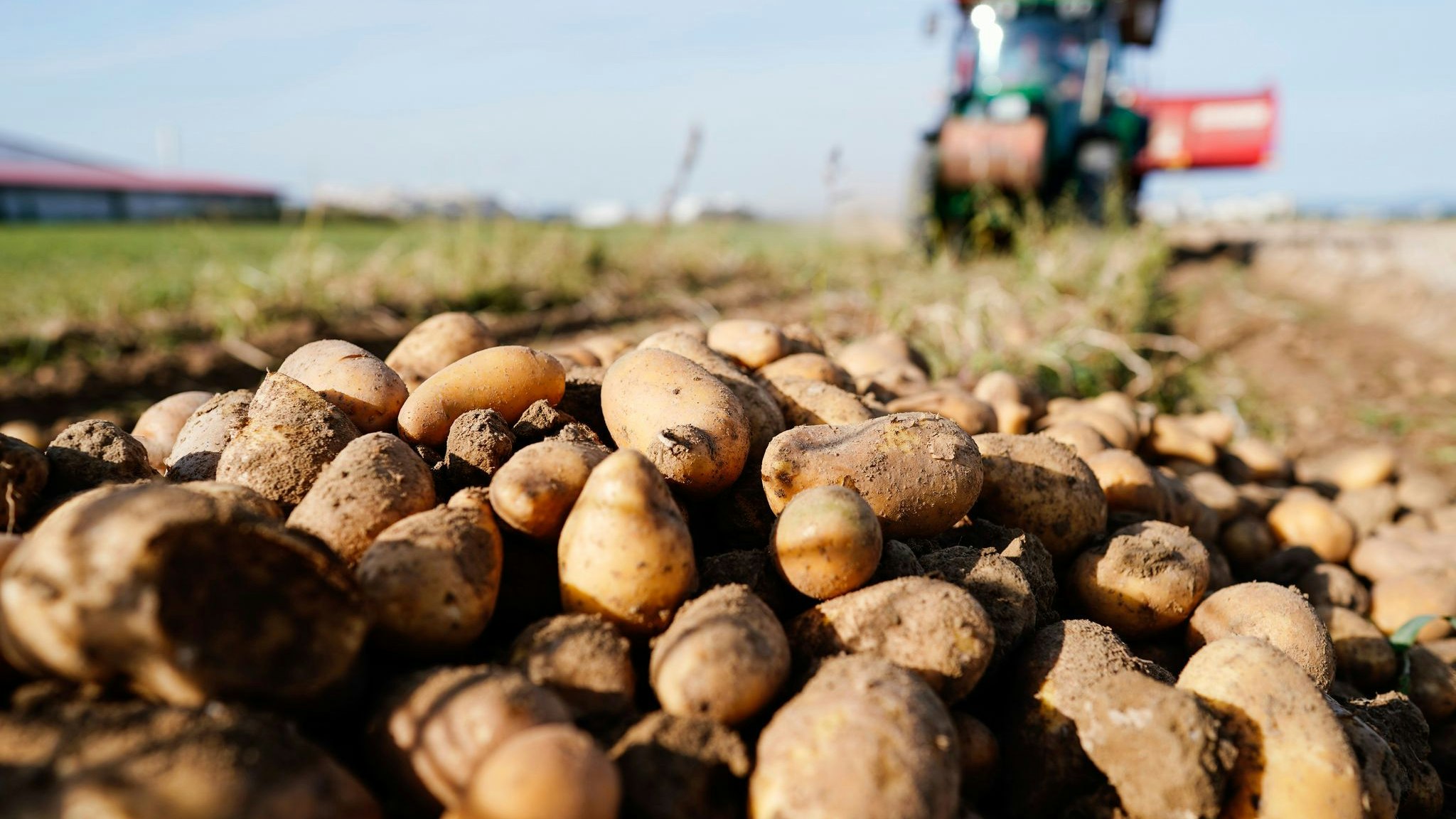 Im Oktober stiegen die Preise für pflanzliche Produkte spürbar um 26 Prozent. Foto: dpa