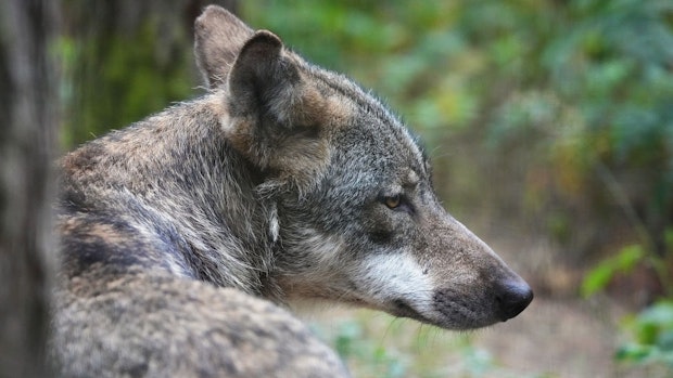 Erstmals seit 2015 wieder Wolf mit Sender versehen