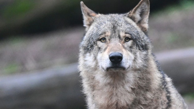 Verbände wollen Obergrenze bei wildlebenden Wölfen