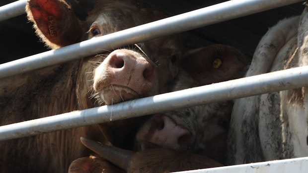 Tiertransporte in der EU: Mehr Tierschutz gefordert