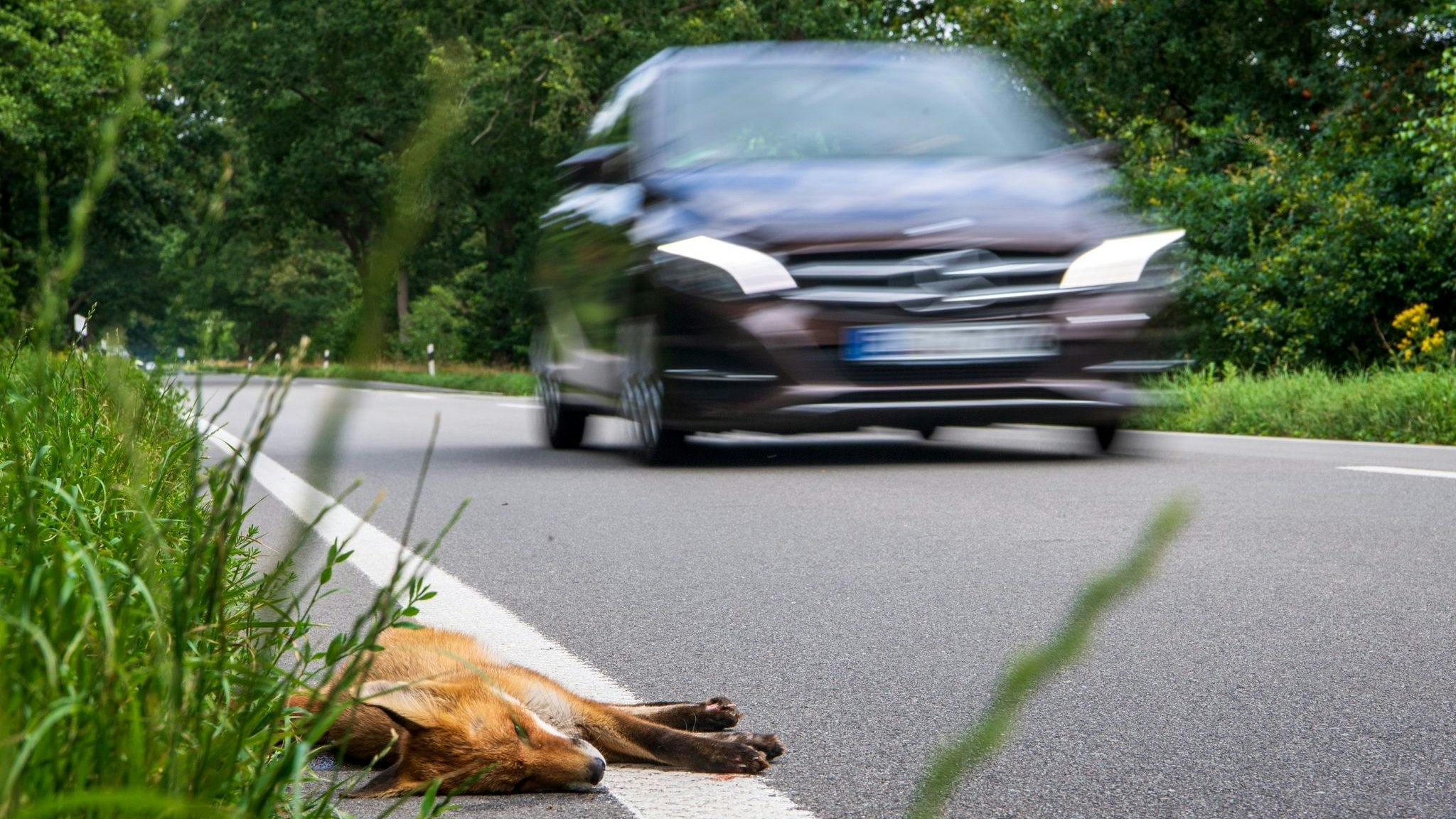Ein angefahrener junger Fuchs liegt tot am Straßenrand. Foto: dpa/Schuldt