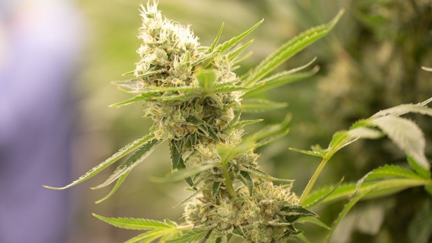 Die wichtigsten Fragen und Antworten zur Cannabis-Legalisierung