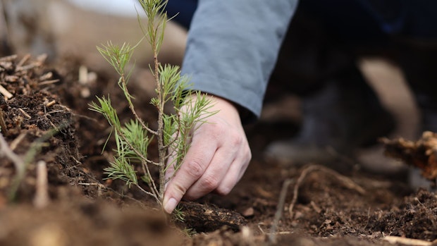 Bäume pflanzen fürs Klima: Der Nutzen ist oft nicht nachweisbar