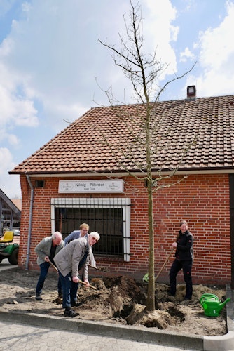 Noch recht kahl: Bis der Baum seinem Vorgänger in Harpstedt wirklich ähnelt, dauert es noch ein wenig. Foto: Dickerhoff